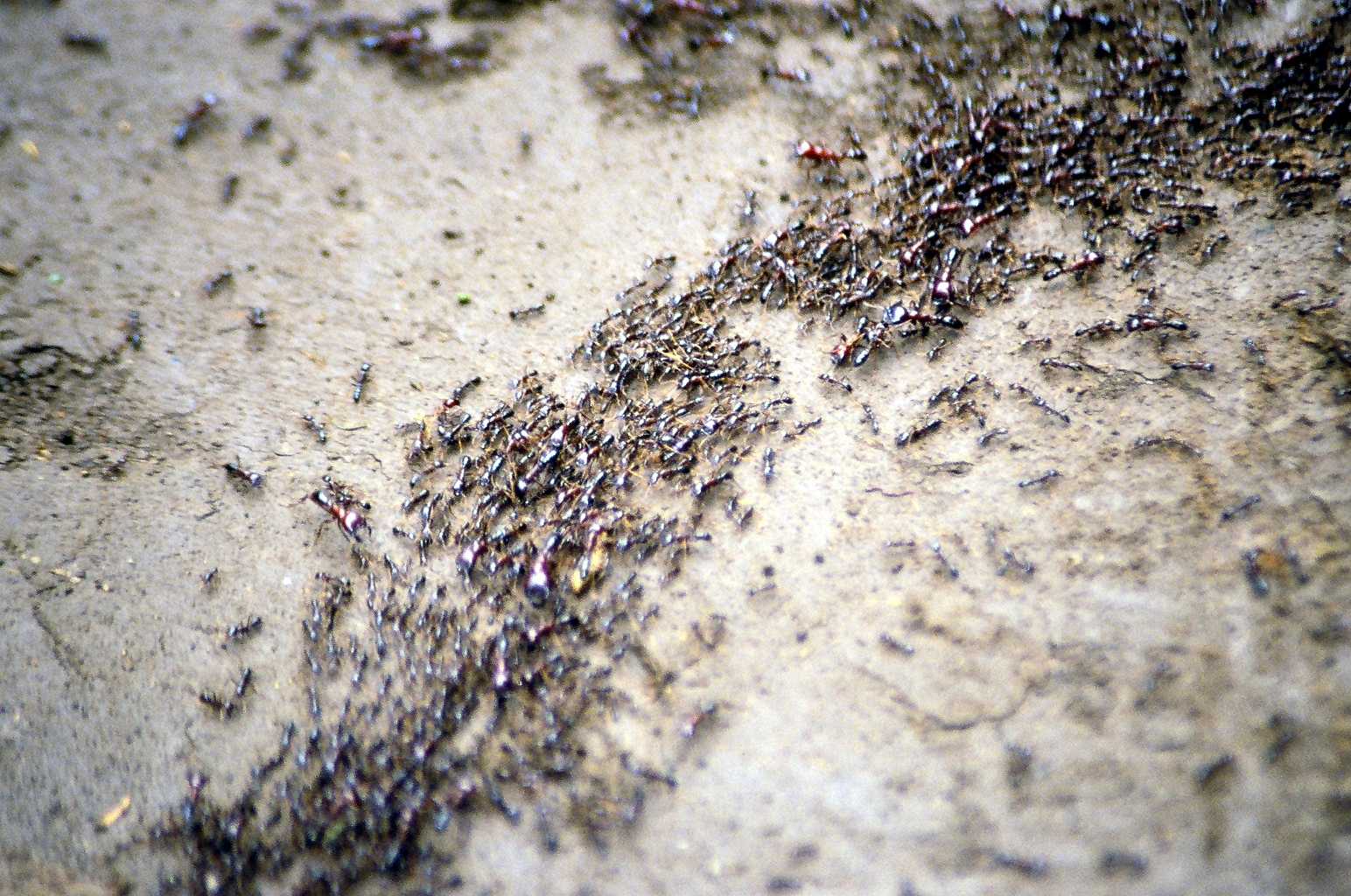 Ants